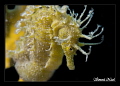 Sea horse Sea horse
