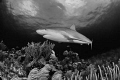 Is Shark Week Good Is Shark Week Good