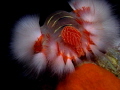 Hermodice carunculata
Fire worm Hermodice carunculata
Fire worm