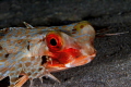 Gurnard Portrait Gurnard Portrait