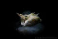 B A T W I N G
Sea slug Psychedelic Batwing Slug
Maumere Indonesia.
.
Olympus TG 4
A.T.G 2300 Video Light attached glass optic snoot snoot courtesy of
FunDive UW Photo Equipment / 樂潛水中攝影器材 B A T W I N G
Sea slug Psychedelic Batwing Slug
Maumere Indonesia.
.
Olympus TG 4
A.T.G 2300 Video Light attached glass optic snoot snoot courtesy of
FunDive UW Photo Equipment / 樂潛水中攝影器材