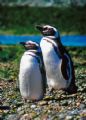 Magellan Pinguin , Puerto Deséardo , River Island - Patagonia