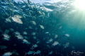 Bigeye trevally Caranx sexfasciatus Tulamben Bali. Bigeye trevally Caranx sexfasciatus Tulamben Bali.