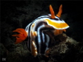 Chromodoris magnifica
snooted
Isle of Bangka Indonesia Chromodoris magnifica
snooted
Isle of Bangka Indonesia