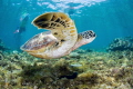 Turtle Sanctuary Turtle Sanctuary