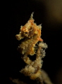 The rare Hippocampus satomiae The rare Hippocampus satomiae