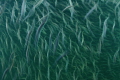 Juvenile Chinook Salmon stream down river making the first step of an epic life journey Juvenile Chinook Salmon stream down river making the first step of an epic life journey
