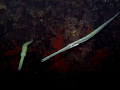 Fistularia commersonii
Bluespotted cornetfish Fistularia commersonii
Bluespotted cornetfish