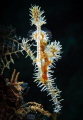 pregnant ornate or harlequin ghost pipefish
(Solenostomus paradoxus)
backlighted shot