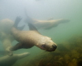 A group of sea lions off of Vivian Island near Campbell River in British Columbia, Canada.