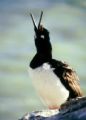 Singing Red Eyed Kormoran, Patagonia - Estancia Madrugada in the Nature protection reservation