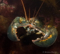 Homerus Americanus- Massachusetts Lobster.  Be careful, their claws are dangerous weapons, they don't have rubber bands on the claws underwater!