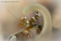 Squat shrimp and anemone