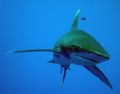 Oceanic white tip, in blue water with sony P9