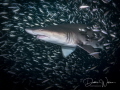 This is a lovely female sand tiger shark inside the biggest bait ball I've ever seen!!  The ball was so thick that it was like night inside!!  I came face to face with one of these beauties, so was lucky enough to capture this image.