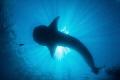 Whale Shark Sillouette Whale Shark Sillouette