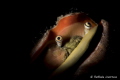 snooted eyes of a shell snooted eyes of a shell