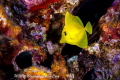 Juvenile yellow tang Juvenile yellow tang