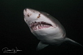 My BEST side This gorgeous female sand tiger shark came within a few feet of me then instantly veered off to her right I think she was making sure I captured her best side My BEST side This gorgeous female sand tiger shark came within a few feet of me then instantly veered off to her right I think she was making sure I captured her best side