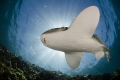Leopard Shark aka Zebra Shark sunburst Leopard Shark aka Zebra Shark sunburst