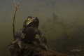 the prayer.........
male toad freshwater the prayer.........
male toad freshwater