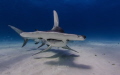 A beautiful Great Hammerhead Shark A beautiful Great Hammerhead Shark