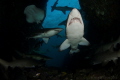 I think I counted 16 Grey Nurse shark and a Bull Ray in the shot. Taken inside the cave at Fish Rock I think I counted 16 Grey Nurse shark and a Bull Ray in the shot. Taken inside the cave at Fish Rock