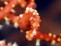 Pygmy sea horse Denise.
Philippines Moal Boal
Nikon D800E 105 macro. Two strobo sea and sea 120 YS.
ISO250 F16 1/160 Pygmy sea horse Denise.
Philippines Moal Boal
Nikon D800E 105 macro. Two strobo sea and sea 120 YS.
ISO250 F16 1/160