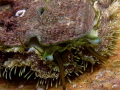Haliotis tuberculata lamellosa
SEEOHR Haliotis tuberculata lamellosa
SEEOHR