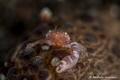 porcellain crab on anemone porcellain crab on anemone