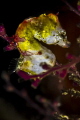 Close up of a Pontohi Pygmy Seahorse hiding in the dark. Close up of a Pontohi Pygmy Seahorse hiding in the dark.
