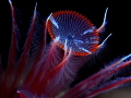 Serpula vermicularis Serpula vermicularis