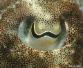 These months a lot of young sepia a in the dutch waters. Love the way they move love those beautiful eyes. These months a lot of young sepia a in the dutch waters. Love the way they move love those beautiful eyes.