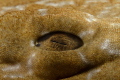 Wobbegong eye close up Wobbegong eye close up