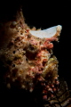 Painted frogfish profile with Retro LSD snoot. Painted frogfish profile with Retro LSD snoot.