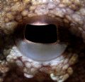 Close up of an Octopus eye.