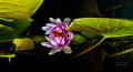 waterlily reflections waterlily reflections