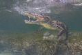 Snorkeling with American crocs in Chinchorro, Mexico