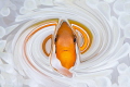 Living in the Spiral World/Tomato Anemonefish/Ishigaki, Okinawa,Japan, Canon 5D MarkIII, 100mm Lens,Sea&Sea housing,Inon Z240*2, F16,1/160,ISO200