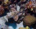 Scorpion fish - Taken in Bonaire.
Camera used - Olympus Cammedia C-4000. Camera Housing - Light & Motion Tetra 3030. Strobe used - Ikelite DS-125