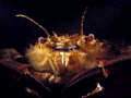 Velvet swimming crab giving me the evil look. :)