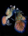 Mandarin fish laying eggs. Taken at sunset at Mabul island with a little luck!!