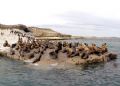 Seals, Patagonia - Puerto Pirámides