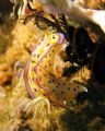 These Chromodoris Kunei slugs are my 2nd favourites... Taken using Dawn's Canon S70 using manual exposure with an external YS60 strobe triggered by a Matthiau Heinrich adaptor.