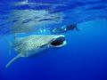 Whaleshark feeding on the surface with snorkellers at Gladden Spit, Belize. Taken this morning.