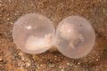 Cuttlefish Eggs with babies inside. Very macro Olympus 7070