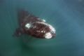 Southern Right Whale , Patagonia - Puerto Pirámides