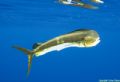 Dolphinfish, all alone in the middle of the ocean.
