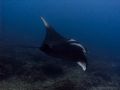 Manta Ray passing by... Olympus C-8080WZ / 24 mm with Ikelite dome port