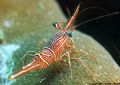 Hinge beak shrimp, take at a cleaning station